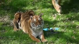ANIMALS VS DRONES Drone Crash Compilation
