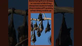 BAT FACTS #bats  #kids #animation #ants #ihavethisthingwithplants  #wildlife #animals