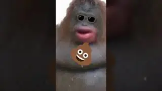 Uh oh stinky Monkey with glasses