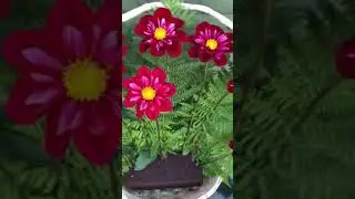 Tracey's dahlia patch. Oct 2020 Part 3. Putting together a basket of collerettes.