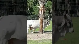 ♡ Zebu at Drive Thru Safari in Wild Florida ♡ 인도혹소/혹소 #zebu #cattle #safari #safaritour #safaricar