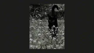 Christmas /acidjazz/ ^489 meme^ -rodri (sped up/nightcore) :3