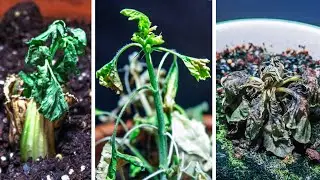 365 Days Failing at Growing Plants Time Lapse