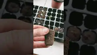 The absolute best way to germinate, cannabis seeds