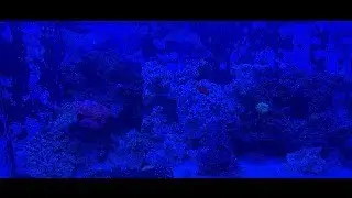 It's a Neptune Bashsea Christmas