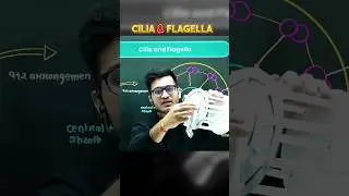 CILIA & FLAGELLA Explained 💯 #PW #Biology #Shorts