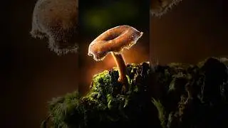 Macro Focus Stacking: Lone Survivor Mushroom Shot