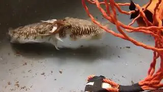 Cuttlefish laying an egg and mating