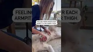 How to FIND mammary tumors early on dogs!