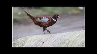 Poachers who filmed themselves firing catapults at pheasants appear in court