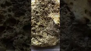 Incredible Fossilized Crinoid @RiskyRebelRockhounder