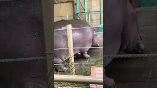 Hippo Sounds