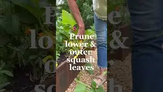 Here&rsquo;s how you can get enough squash to feed your whole neighborhood #gardening #squash #gardenhacks