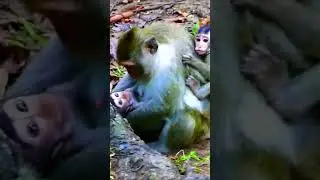 Mother monkey rejects milk two baby #shorts