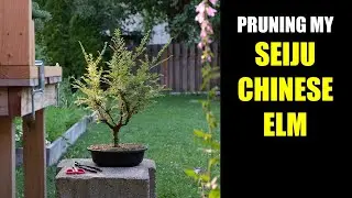 Pruning my Seiju Chinese Elm Bonsai