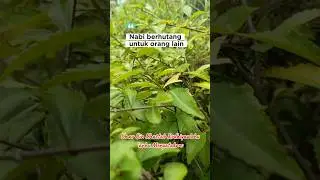Nabi berhutang untuk orang lain #syamailmuhammadiyah #hadits  #nabi #muhammad #hutang
