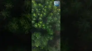Calm Forest Ambience with Relaxing Music  #forestcalm #musicforrelaxation #forestambiance #relax