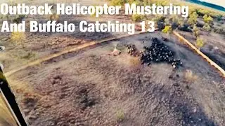 Outback Helicopter Mustering and Buffalo Catching Northern Territory  13