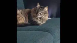 Illuminati cats