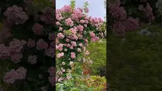 Paradise of white and pink roses (7/7)