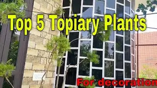 Top 5 Topiary Plants | Make Plant Topiary | Golden Topiary #decorativeplants