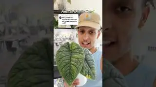 Verigation is wild!🌱 #alocati #alocasia #plants #corm #rareplant #rarealocasia #plantdad #verigated