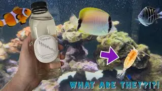 How to Add COPEPODS to your SALTWATER REEF TANK ( What are Copepods?)