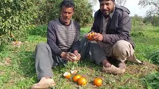 17.12.2025افسر نال لگ گئی شرط چار مالٹے دی 