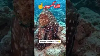 Strange Creature of Allah Respect☝️#youtubeshorts #viral #shortsfeed #shorts