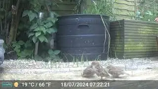 Mama Sparrow.....