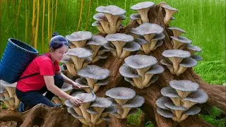 TIMELAPSE -- Harvesting Mutant Moc Nhi Mushrooms in Wild Goes to Market Sell | Susan Daily Life