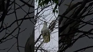 #bird without feet. It uses its beak to hold onto the branch.I initially thought it was deceased