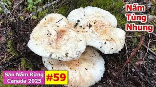 Săn Nấm Tùng Nhung Quý Hiếm Cuối Mùa Vẫn Bội Thu Như Thường 🇨🇦2239》 Matsutake | Pine Mushrooms