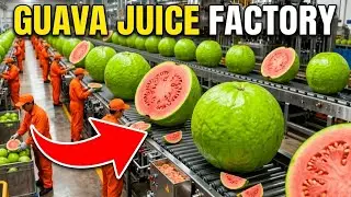 Inside a Modern Guava Factory: From Fresh Fruit to Premium Guava Juice Revealed!