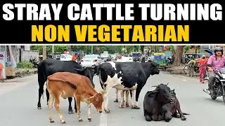 Bizarre trend: Stray cattle turning non-vegetarian in Goa  | OneIndia News