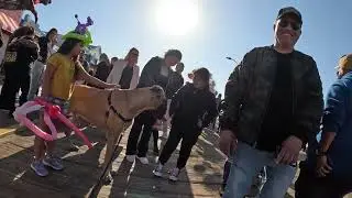 Cash 2.0 Great Dane meeting new people in Santa Monica 88