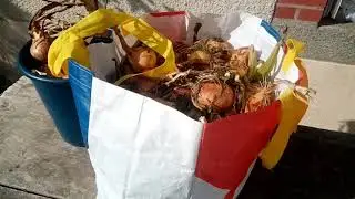 jardinage sans travail du sol r&eacute;colte des oignons