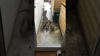 Mother Fox Visits a House with Her Six Cubs