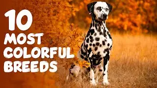 Top 10 Most Colorful Breeds