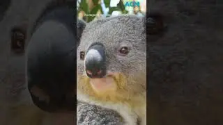 Zookeepers throw &lsquo;pool party&rsquo; for animals during heatwave