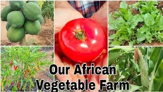 Our Indian Vegetable Farm in Africa_Organic Vegetable Garden_Vegetable Garden Tour#farm#kenya#africa