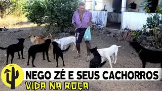 [VIDA NA ROÇA] Visitamos o Agricultor NEGO ZÉ, sempre na Lida e Rodeado de Cachorros - Parte 01 🌵