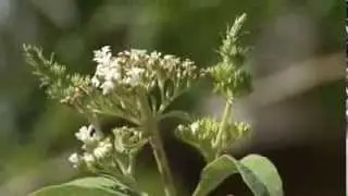 Carefree Plants for Summer