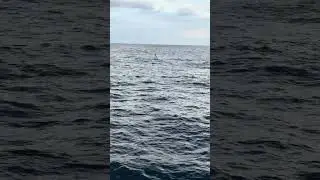 Carey working a sailfish this morning out of Stuart Florida!