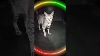 Tupusi 😻(Amari ❌ Tupusi ✅)