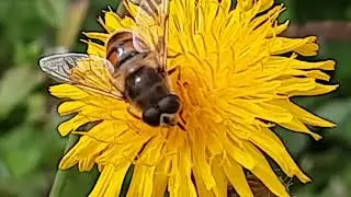 DroneFly, A Honeybee Mimic