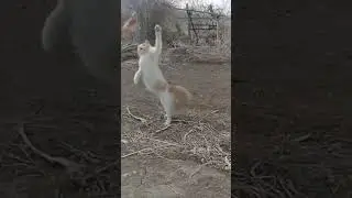 You Won&rsquo;t Believe How Fast Cats Hunt! 😱🐱