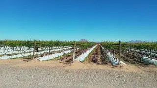 ¿Cómo es trabajar la Uva en Sonora? Mi experiencia trabajando en Sonora Desbrote, Deshoje y Pisca!