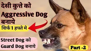 Street Dog Ko Aggressive Kaise Banaye | Desi Dog Ko Guard Dog Kaise Banaye | How To Make A Guard Dog