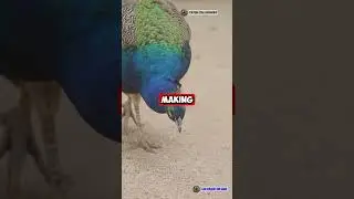 The Truth About Peacocks! 🦚 What You Never Knew!